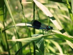 bright dragonfly on green stalks