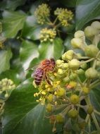 bee sucking flower nectar