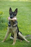 German shepherd on a green meadow