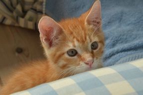 curious red kitty