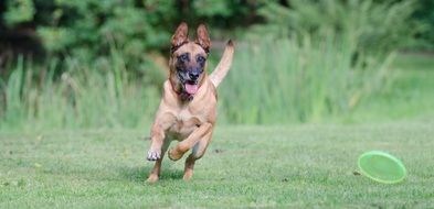 Running Dog and frisbee