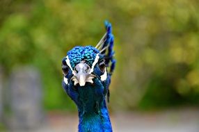 wondrous Peacock