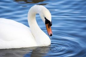 charming Swan Wildlife