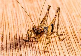 closeup of a dotted grasshopper