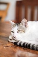 white cat on the table