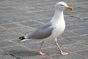 seagull bird walking