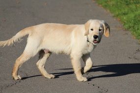 beige retriever on the road