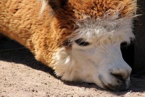 Llama head on ground close up