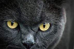 yellow Cat Eyes close up