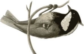 beauty Bird grey drawing