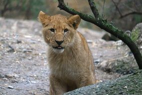 Young Lion in Zoo