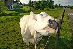 white cow on pasture at farm