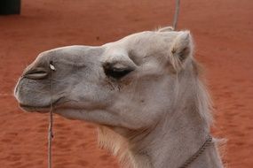 riding on a Camel