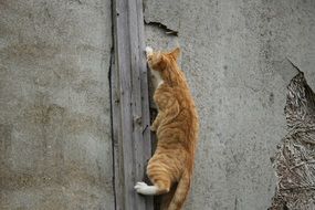 climbing red tabby cat