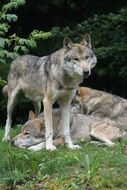 Beautiful European wolfs