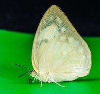 light green butterfly on the green background