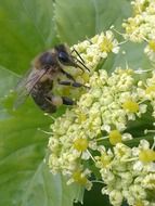 insect on small white flowers close-up