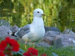 Common Tern Bird