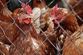 domestic poultry behind the mesh