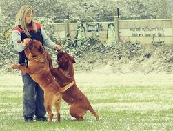 mastiff dogs playing with woman outdoor