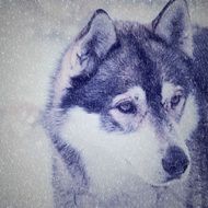 portrait of a husky