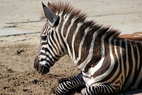 zebra head