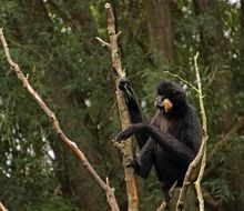 Yellow Cheek Gibbon