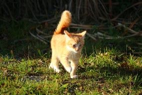 young red cat with fluffy tail