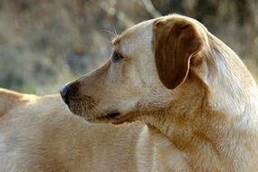 Portrait of Labrador Dog