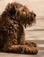 Irish Terrier Dog Ungetrimmt