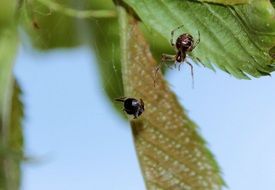 Picture of Small Spiders in a garden