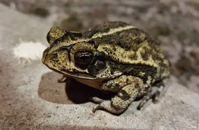 Toad Gulf