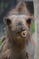 Close-up of the camel with a bump on the head