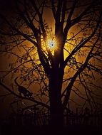 yellow moonlight through ebony