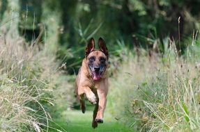 running Belgian shepherd dog