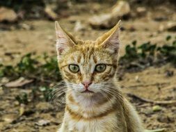 adorable kitty watching