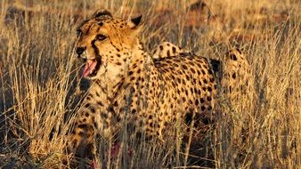 cheetah laying in national park in africa