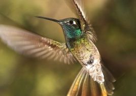 photo of hummingbird