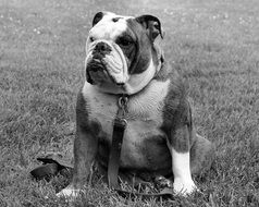 perfect beautiful Bulldog