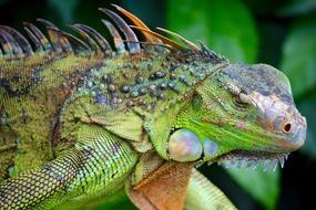 portrait of a tropical iguana in wildlife