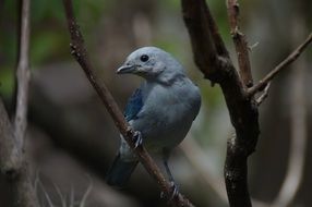 Bluebird on branch close up