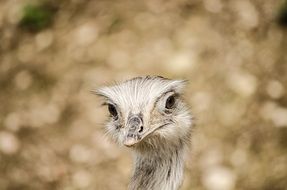 Emu Bird in Zoo funny portrait