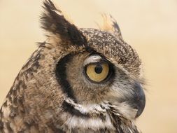 head of a bird of prey with big eyes