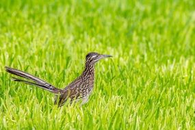 greater roadrunner in wildlife