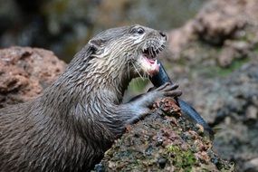 wet otter eats