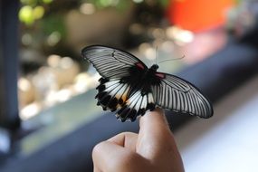 beautiful butterfly on the human finger