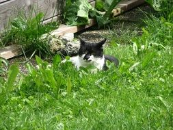 vigilant relaxing cat