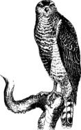hawk as a black and white graphic