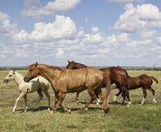 horses with foals on the ranch
