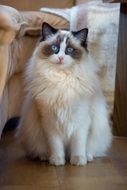 Sweet cat with blue eyes at home